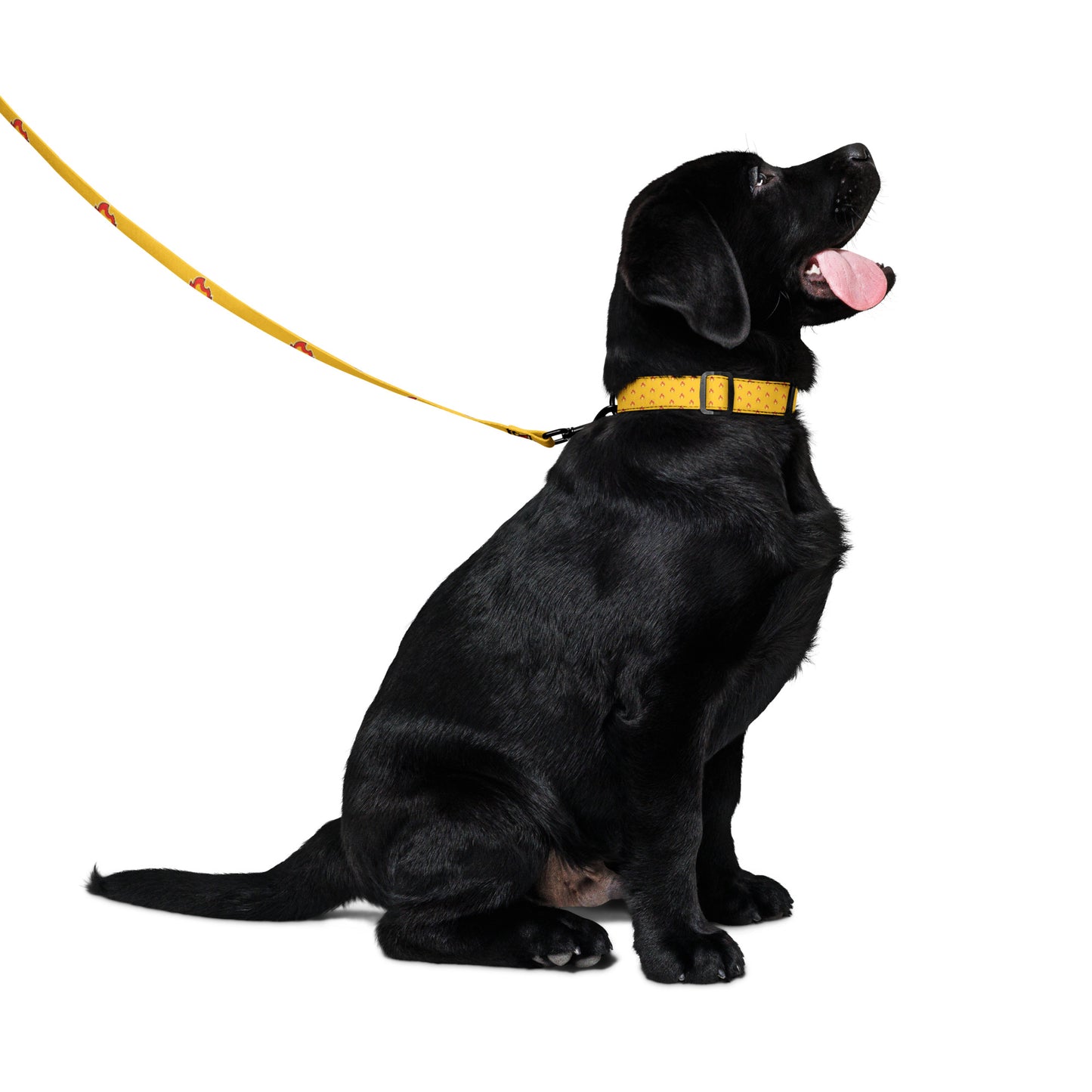 Burns Within Flames Pet collar & leash